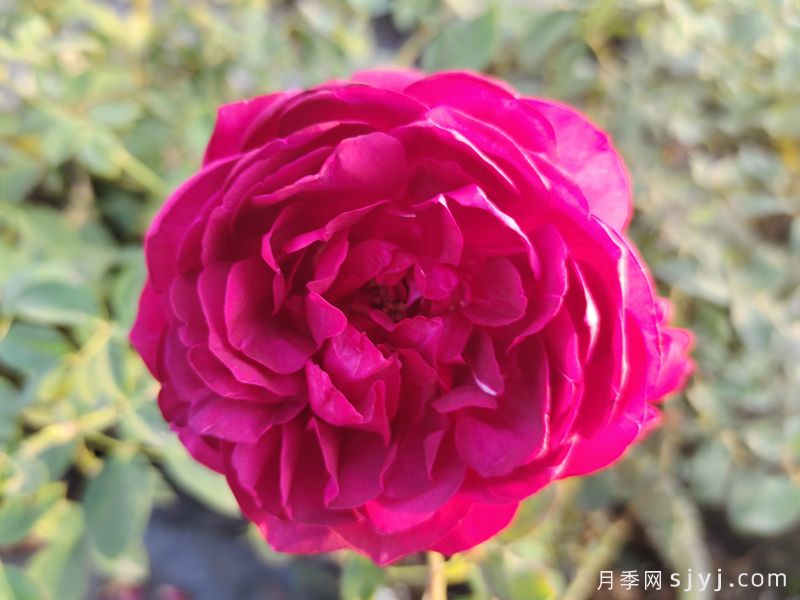 秋日胭脂月季Autumn Rouge(图4)