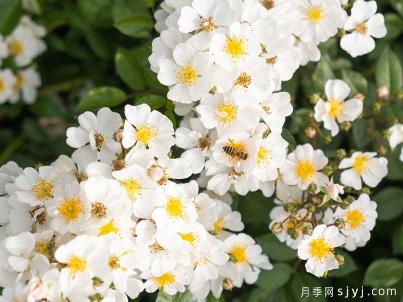 慕雪月季(图1)