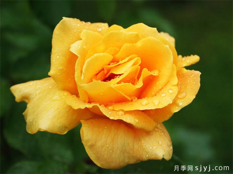 马可波罗月季Marco Polo(图3)