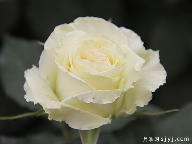 绿云月季(图1) 绿云月季(图1)