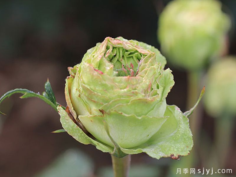 绿星月季(图1)