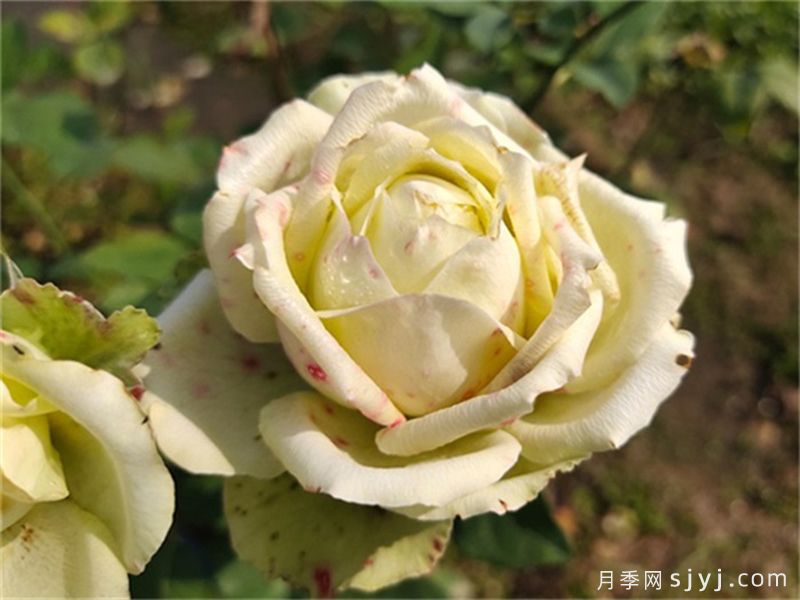 绿星月季(图2)