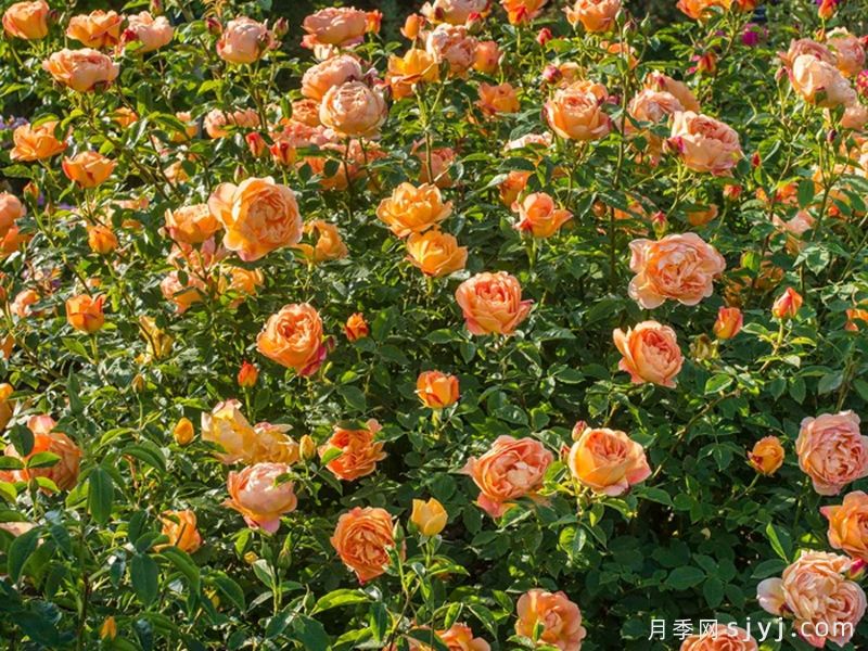 夏洛特夫人月季/夏洛特女郎Lady of Shalott(图7) 夏洛特夫人月季/夏洛特女郎Lady of Shalott(图7)