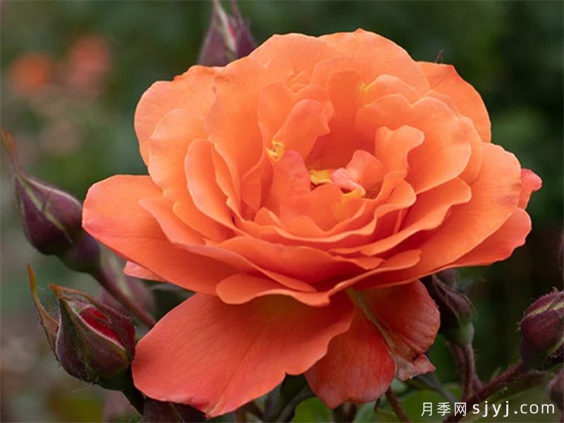 西方大地月季Westerland(图3)