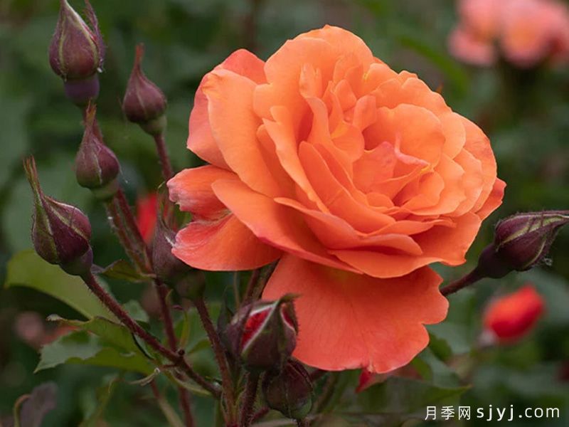 西方大地月季Westerland(图4)