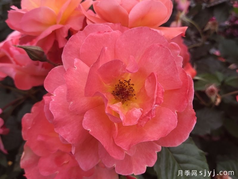西方大地月季Westerland(图5)