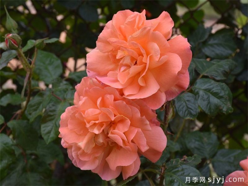 西方大地月季Westerland(图6)