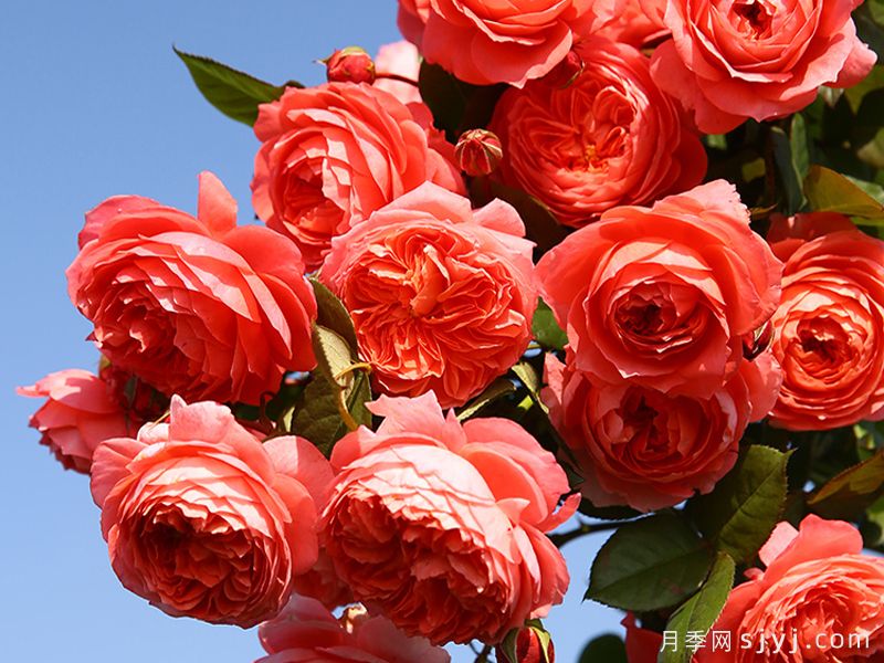 夏日花火月季(图2)