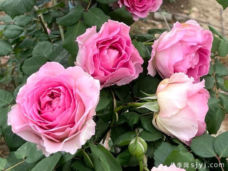 罗衣月季(图4)
