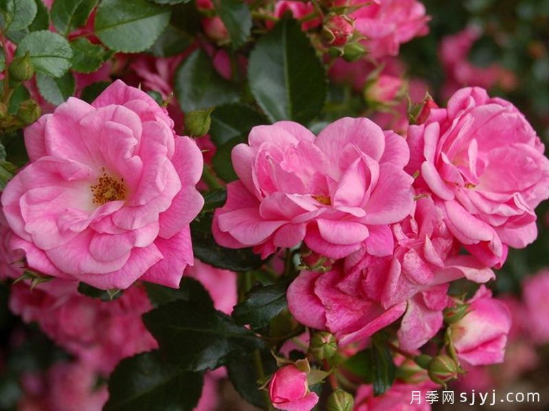 梅郎珍珠月季/梅朗珍珠Palmengarten Frankfurt(图3)
