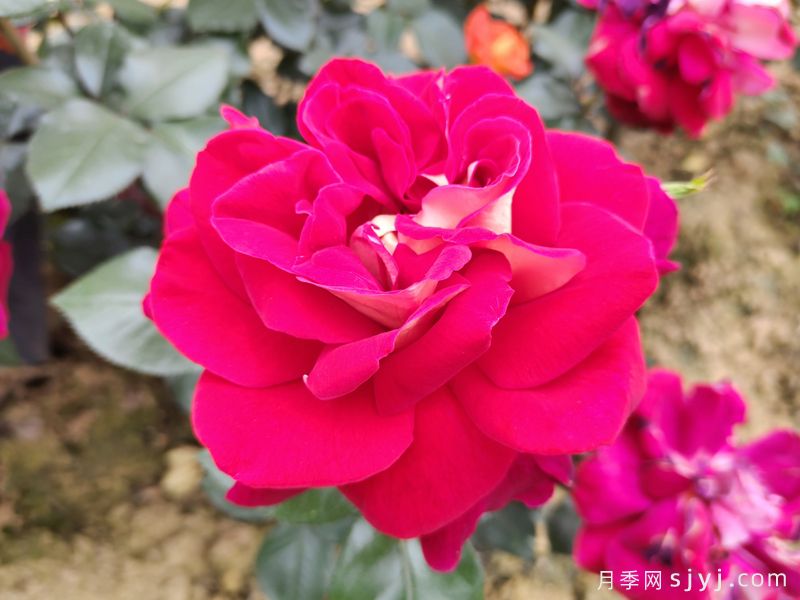 梅朗随想曲月季/梅郎随想曲Caprice de Meilland(图4)