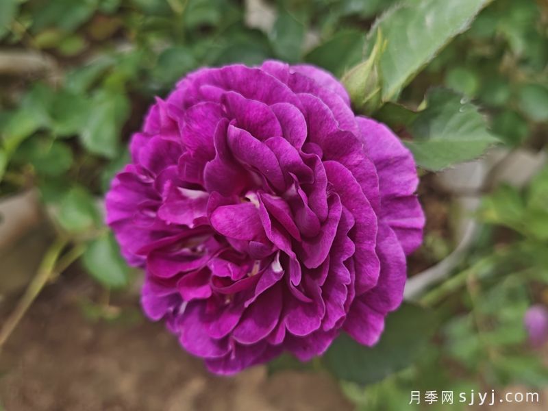 暮光之城月季Velvety Twilight(图6)