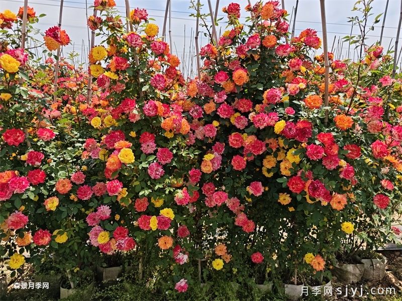藤彩虹月季Cl Rainbows End(图3)