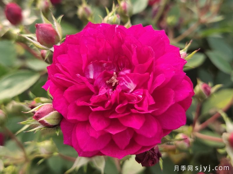 甜蜜马车月季/爆香紫月季Sweet Chariot(图4)