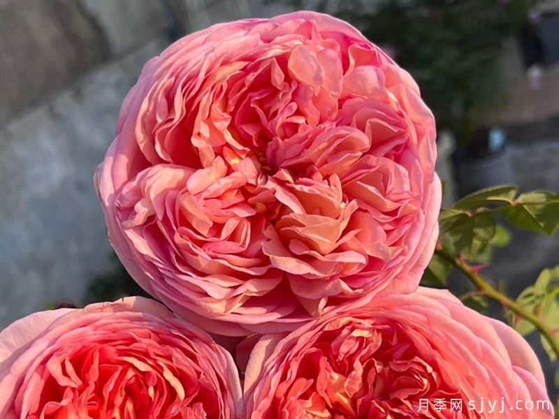 亚伯拉罕达比月季/亚伯拉罕Abraham Darby(图5)