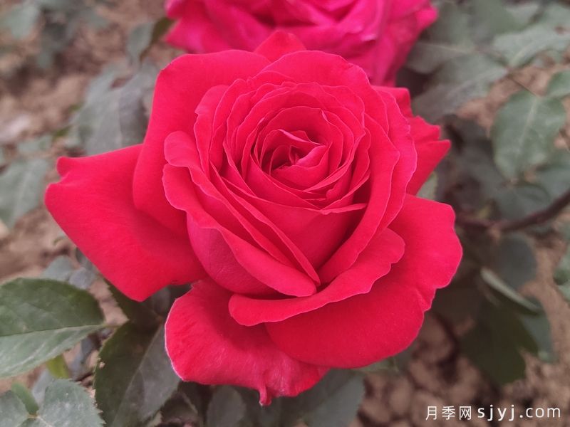 亚历克红月季/亚力克红Alecs Red(图1)