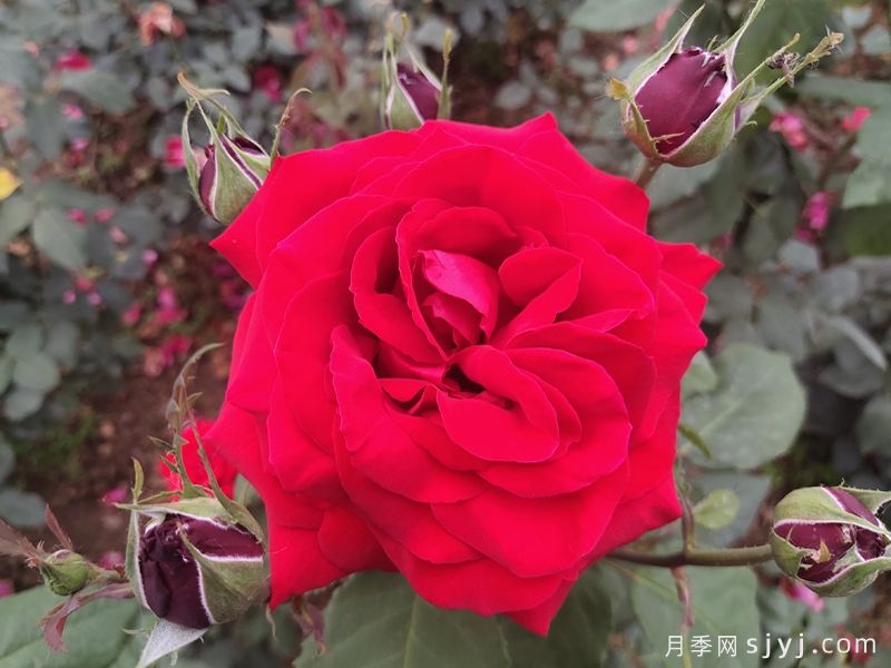 亚历克红月季/亚力克红Alecs Red(图5)