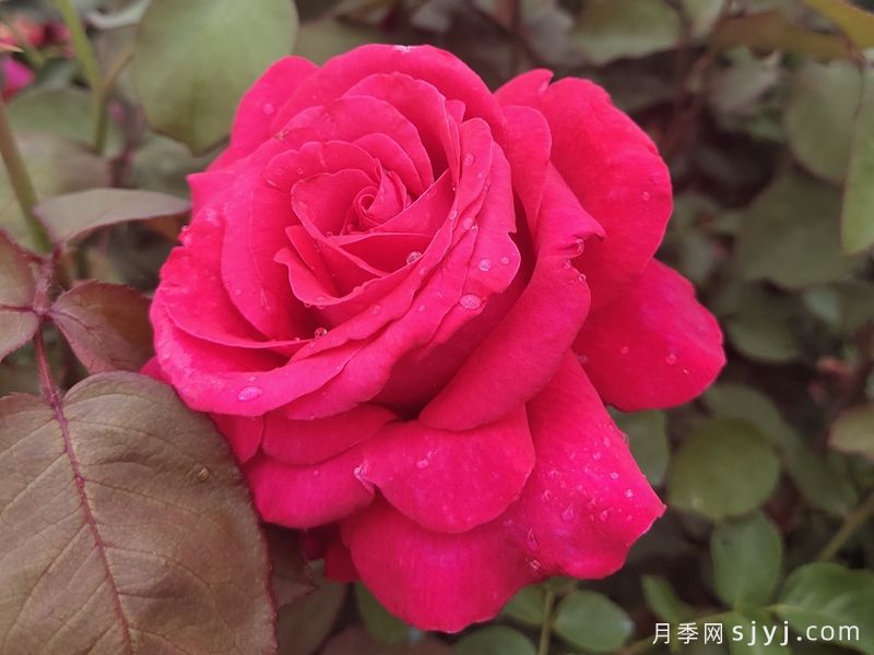 亚历克红月季/亚力克红Alecs Red(图3)