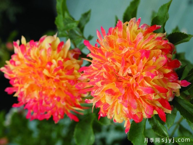烟花波浪月季/烟花褶边Fireworks Ruffles(图3)
