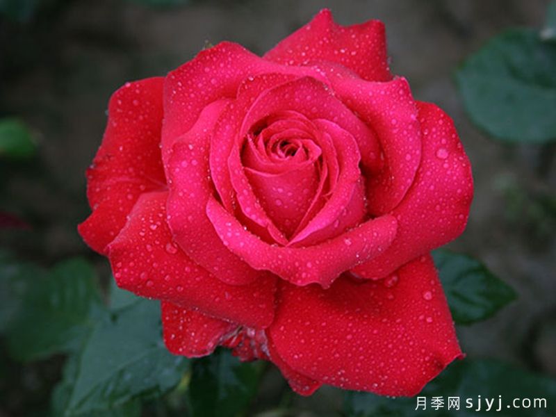 亚历克红月季/亚力克红Alecs Red(图4)