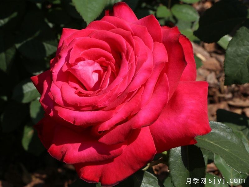 亚历克红月季/亚力克红Alecs Red(图6)