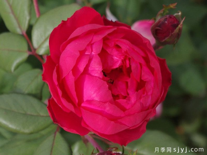 樱桃伯尼卡月季/美丽樱桃月季Cherry Bonica(图5)