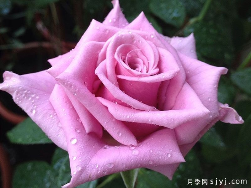 紫皇后月季Blue Curiosa(图1)