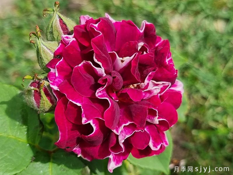 紫袍玉带月季Roger Lambelin(图1)