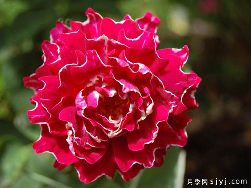 紫袍玉带月季Roger Lambelin(图2)