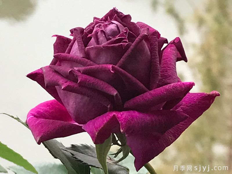 紫茸月季(图1)