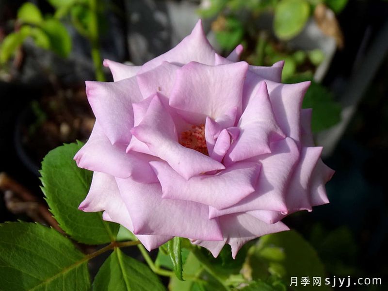 紫雾月季/朦胧紫/水瓶座Purple Haze(图1)