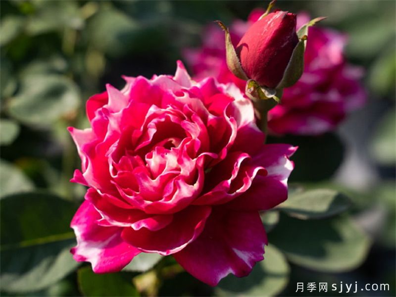 紫雾凝霜月季(图4)