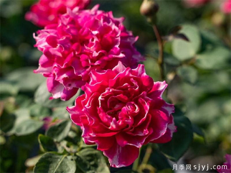紫雾凝霜月季(图1)