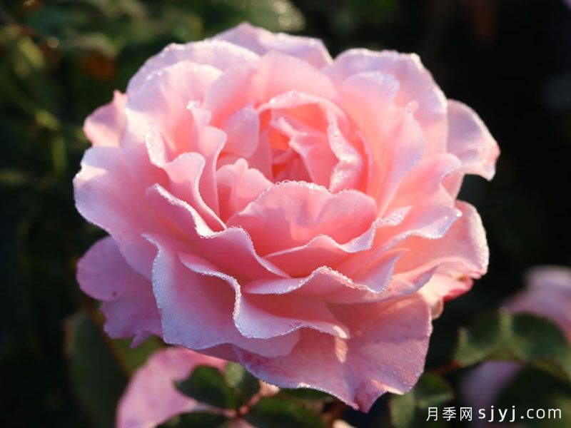醉芙蓉月季(图1)