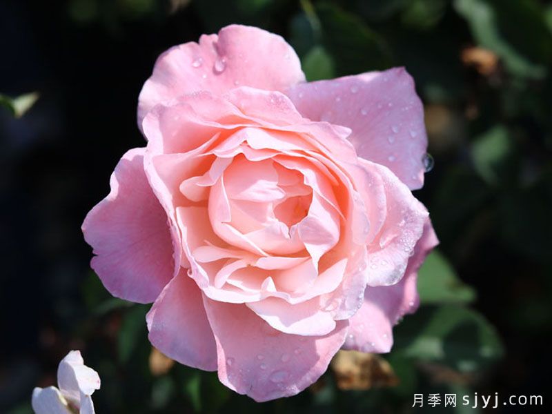 醉芙蓉月季(图3)