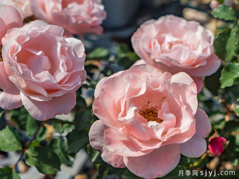 醉芙蓉月季(图2)