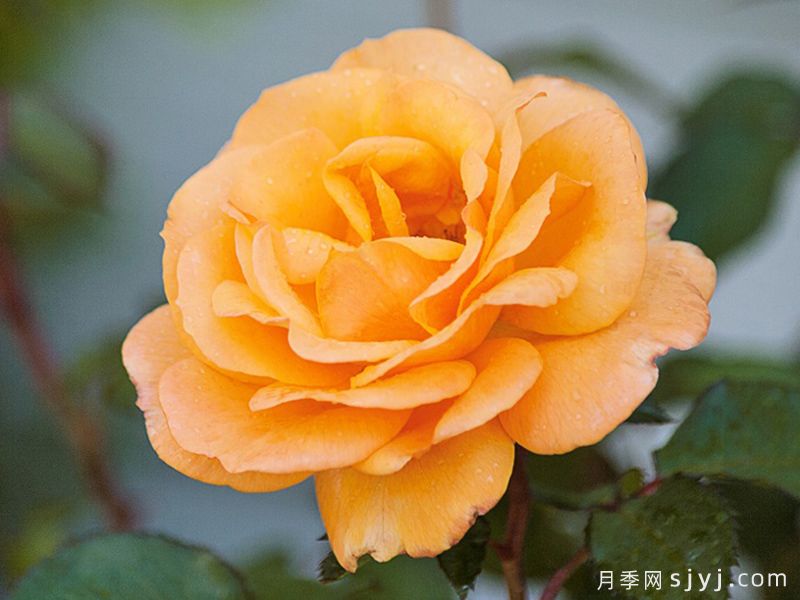一诺千金月季/好如黄金/黄金美味Good as Gold(图2)