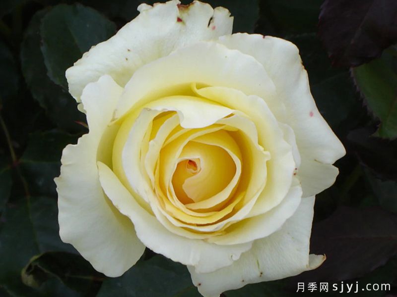 伊琳娜月季/埃琳娜/漂多斯月季Elina(图4)