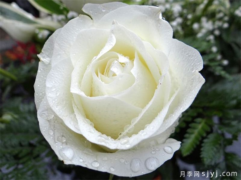 银婚庆典月季Silver Anniversary(图3)