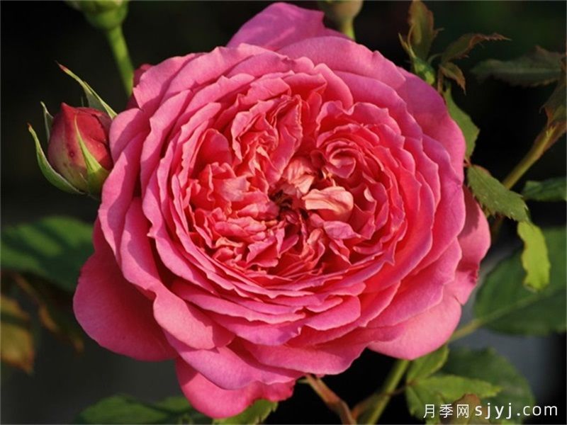 银禧庆典月季Jubilee Celebration(图2)