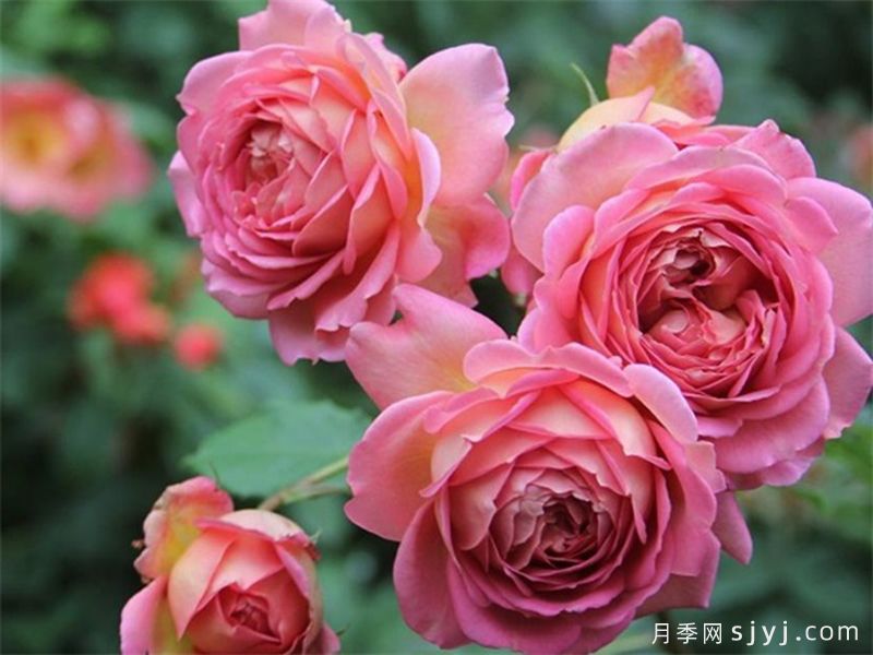 银禧庆典月季Jubilee Celebration(图3)