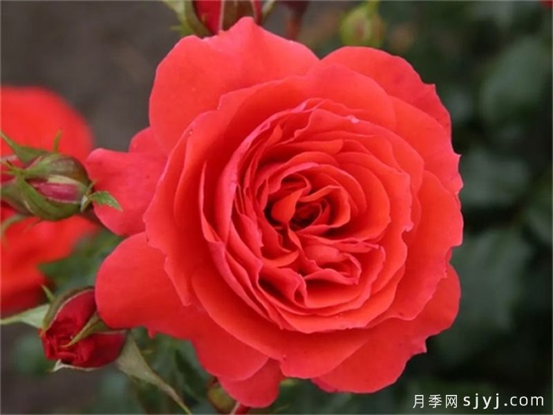 樱桃女孩月季Cherry Girl(图1) 樱桃女孩月季Cherry Girl(图1)