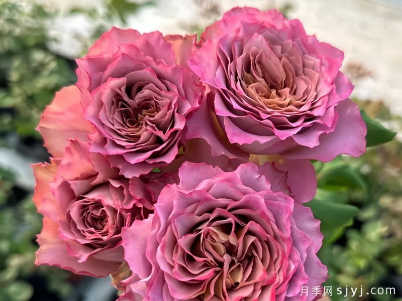 英伦节拍月季Nachuru Test(图1)