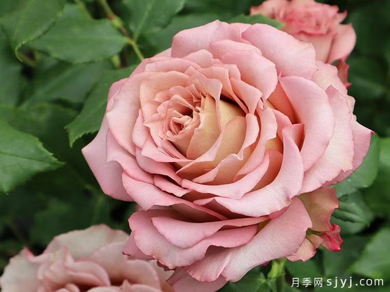 英伦节拍月季Nachuru Test(图2)