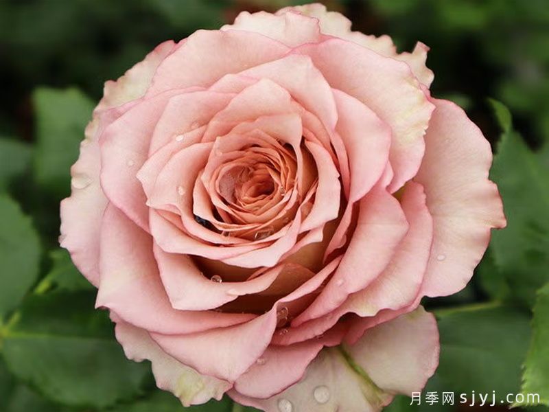英伦节拍月季Nachuru Test(图3)
