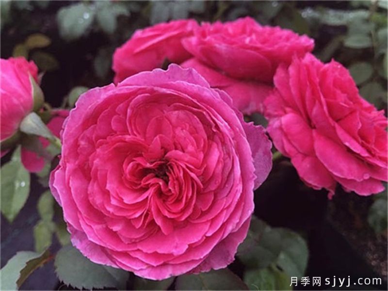 友禅月季Yuzen(图2)
