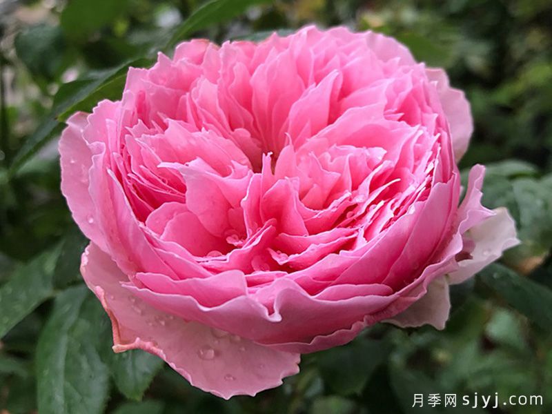 友禅小春月季Koharu(图1)