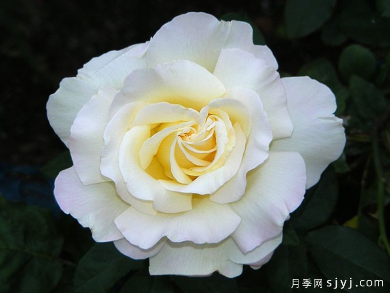 游园会月季/花园派对/舞会Garden Party(图2)