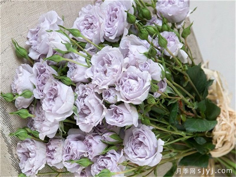 永恒的薰衣草月季/永恒紫色月季Everlasting Lavender(图2)