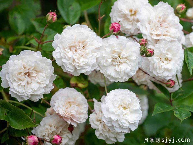 永恒的快乐月季/菲利斯黛佩彼特/幸福与永恒/七姐妹Felicite-Perpetue(图1)